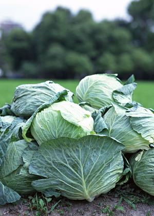 ラム酒で大人向けのケーキを生み出そう